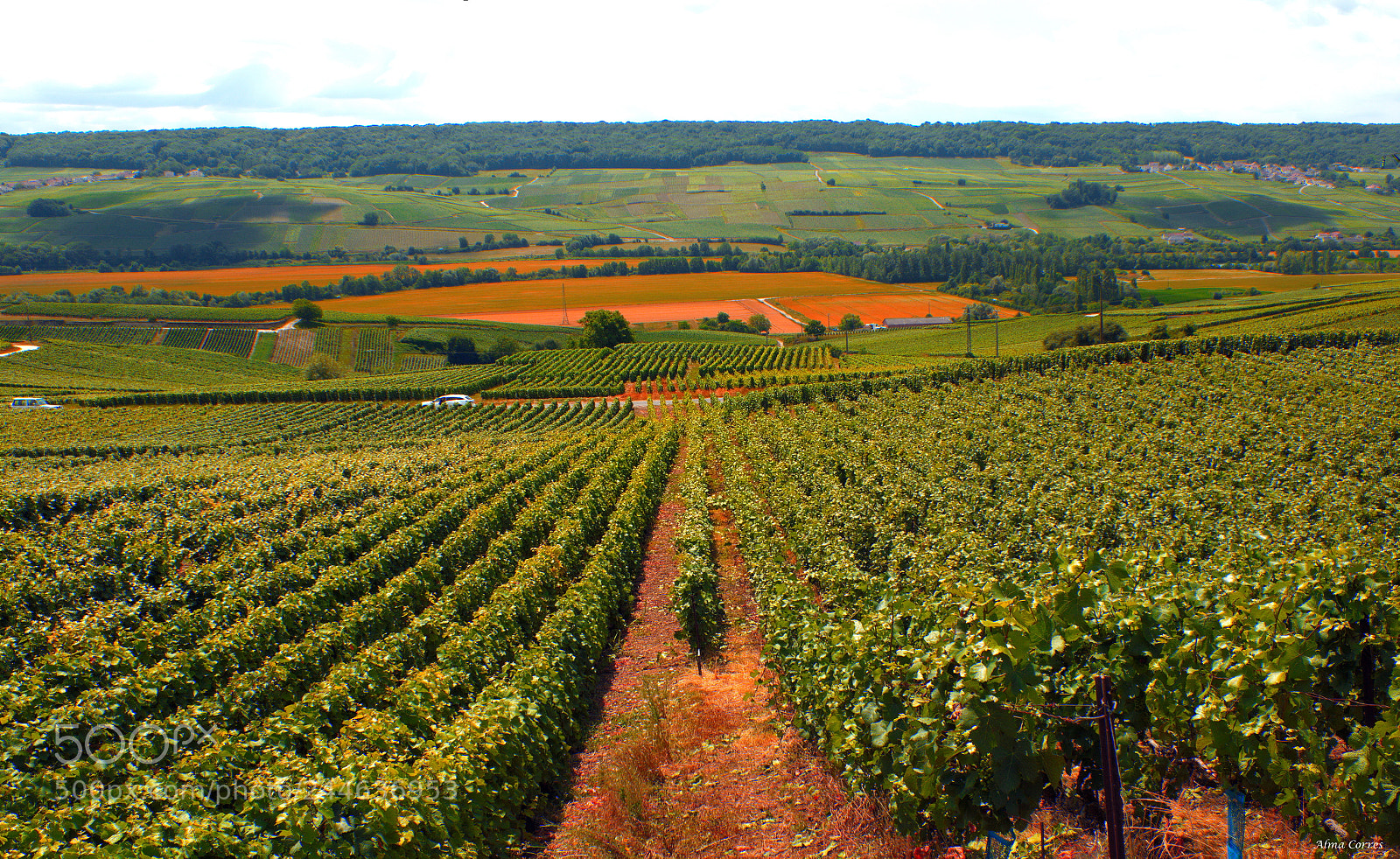Canon EOS 70D sample photo. Champagne´s vineyards photography