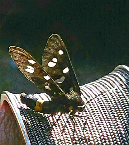 Samsung Galaxy S3 Neo sample photo. Butterfly photography