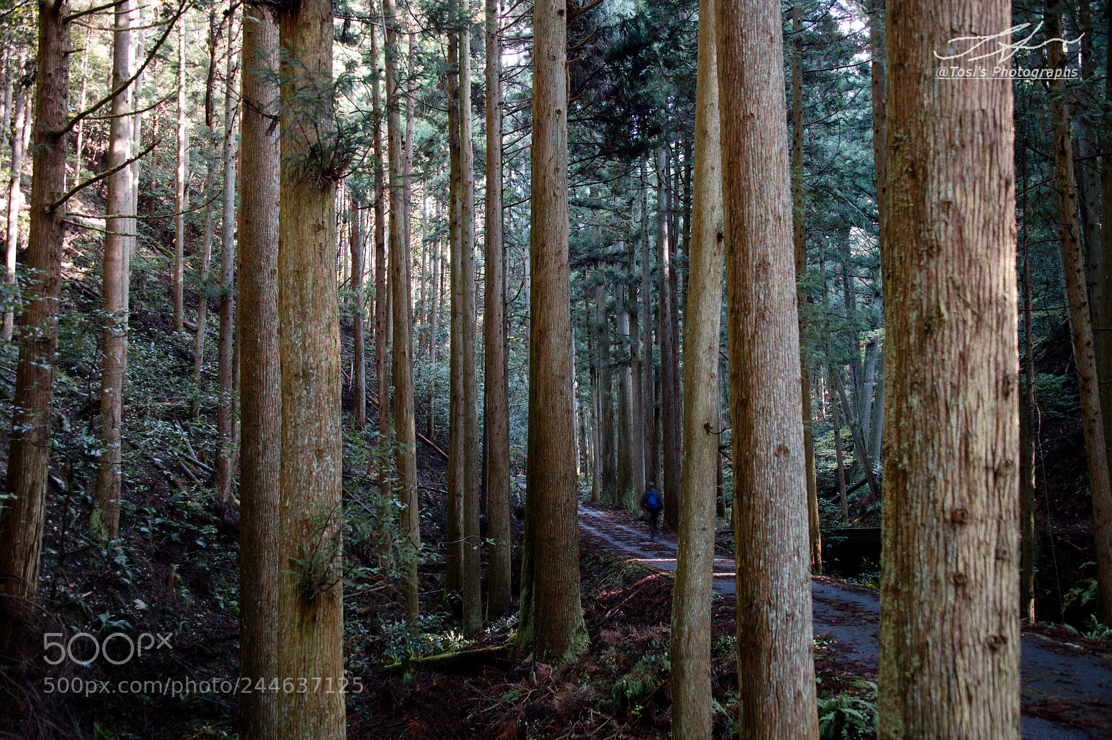 Nikon D850 sample photo. Through the forest photography