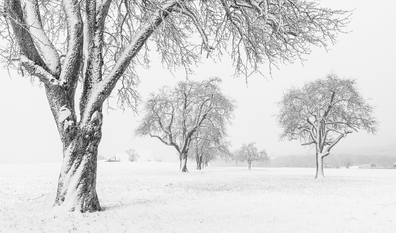 Sony a7R III sample photo. Verzuckert - snowy trees photography