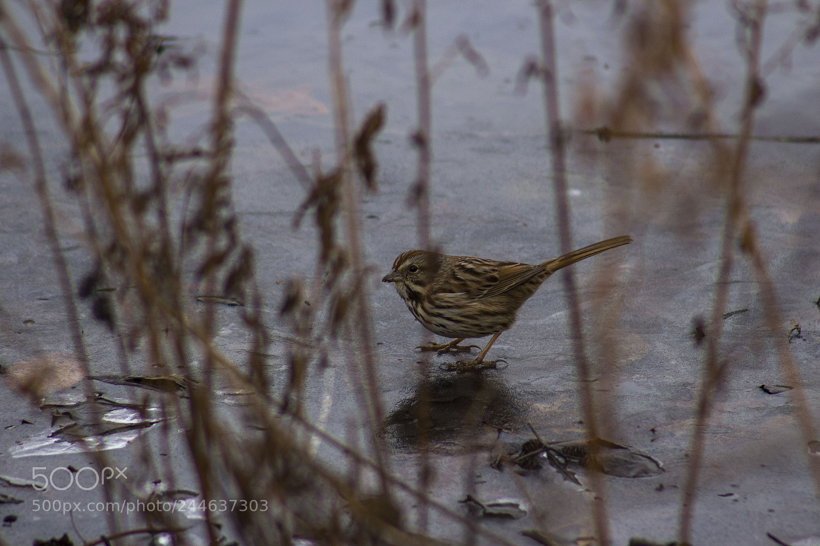 Canon EOS 1200D (EOS Rebel T5 / EOS Kiss X70 / EOS Hi) sample photo. Peeking bird photography