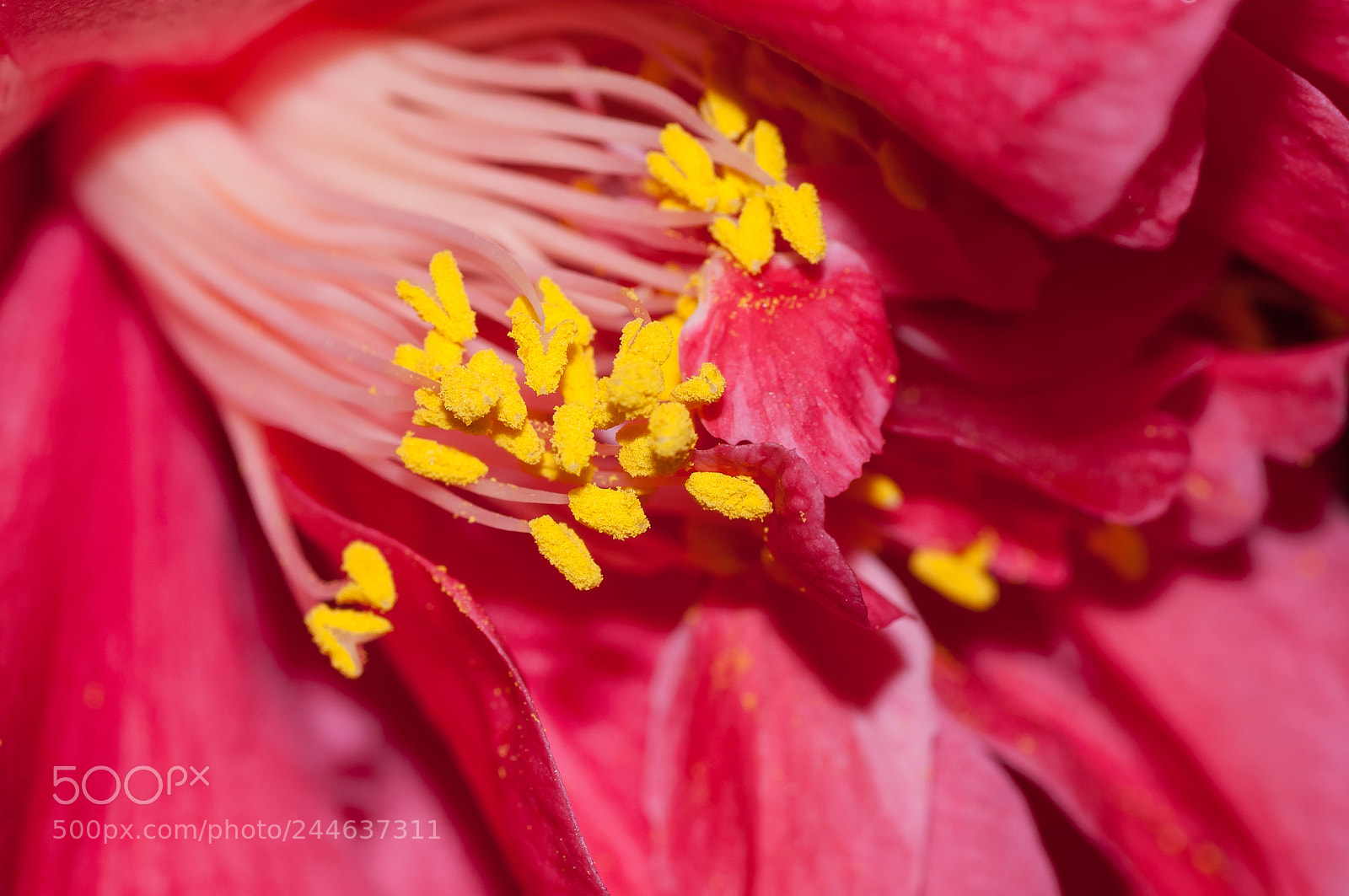 Nikon D90 sample photo. Flower photography