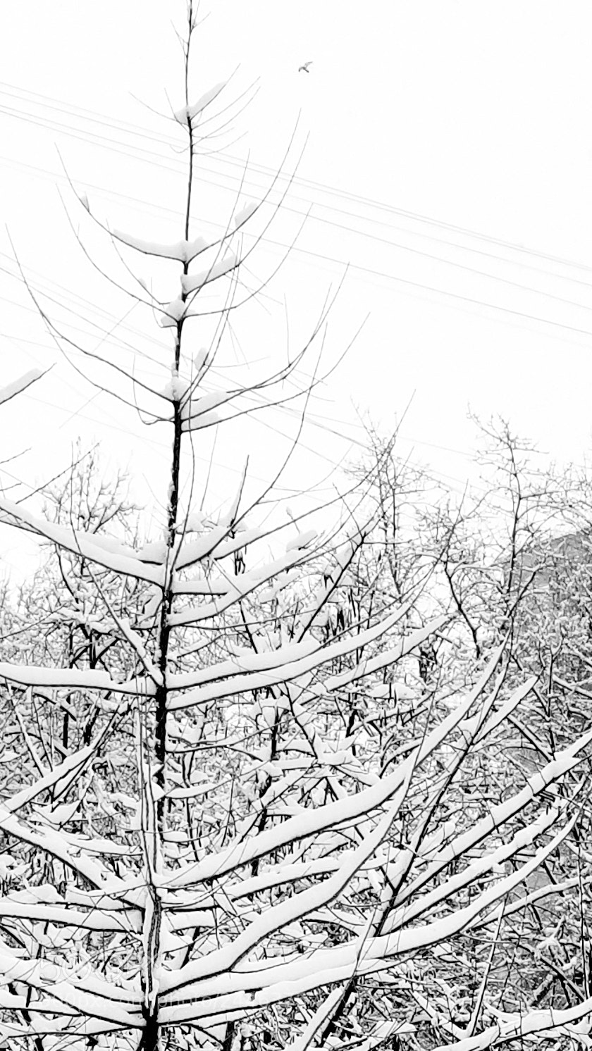 Samsung Galaxy S8 sample photo. Untitled photography