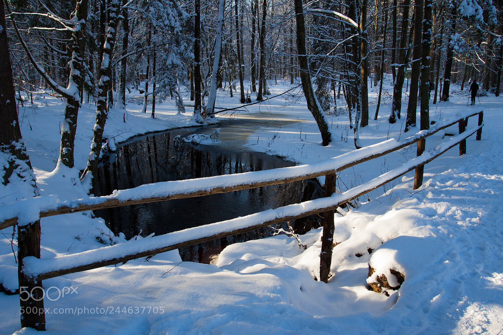 Canon EOS 50D sample photo. Winter forest. photography
