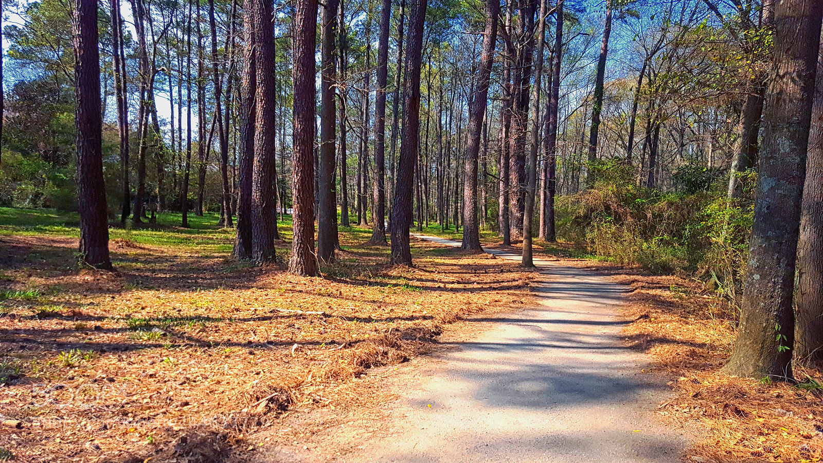 Samsung Galaxy S6 sample photo. Light to the path photography
