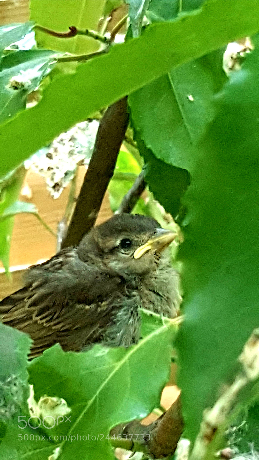 Samsung Galaxy S6 sample photo. Baby bird photography