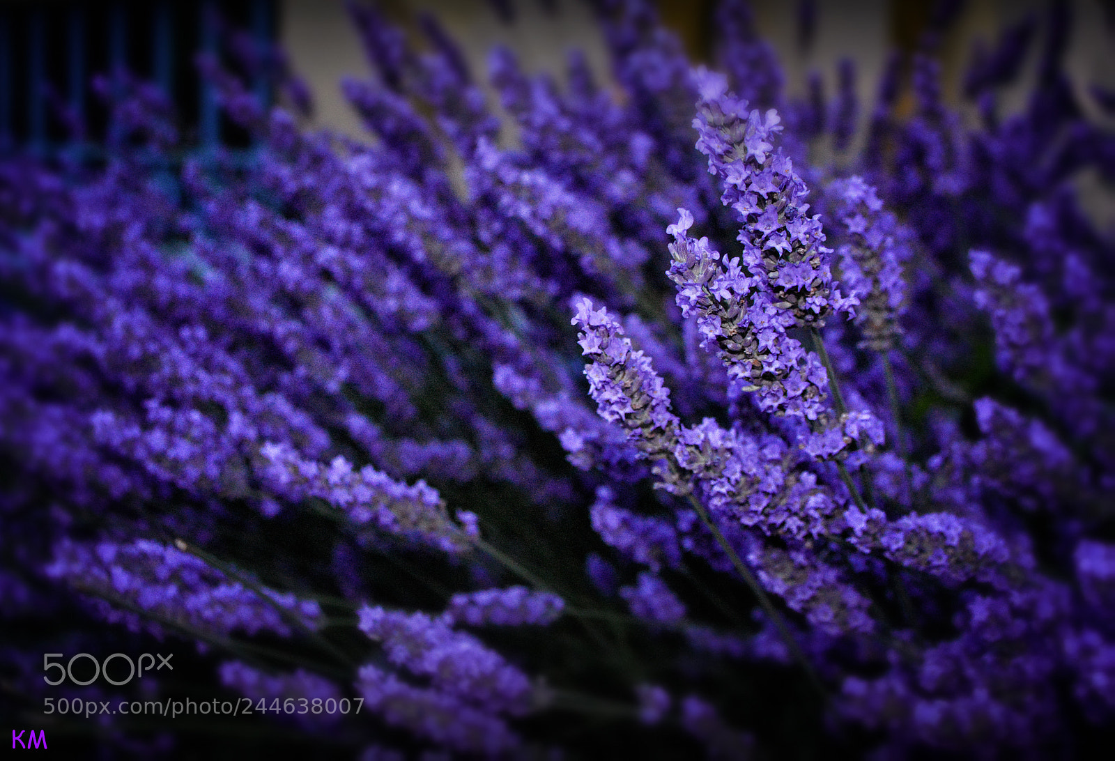 Nikon D3200 sample photo. Lavender photography