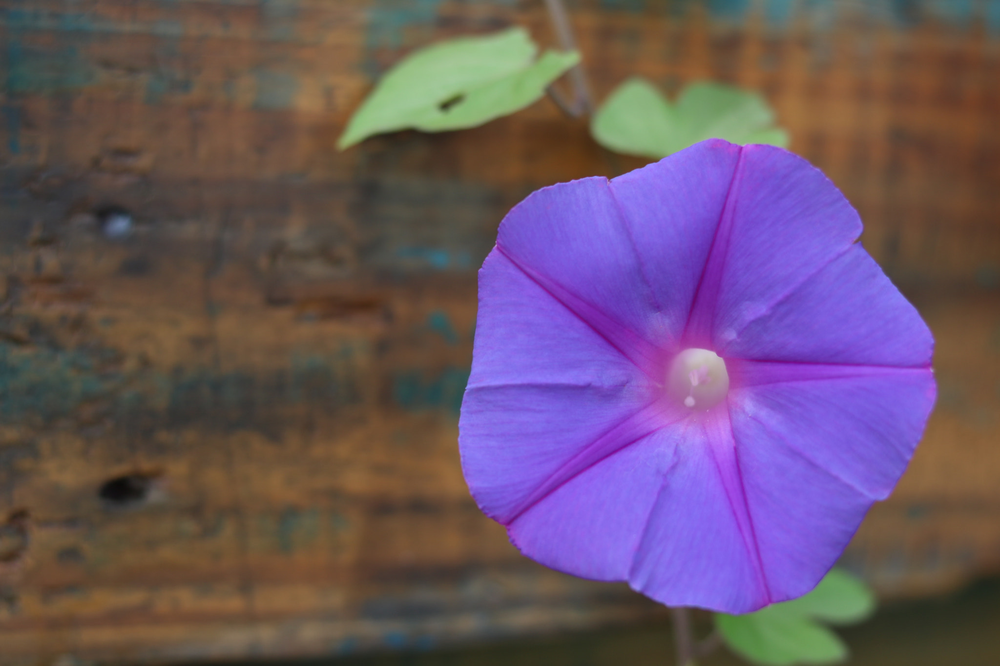 Canon EOS 750D (EOS Rebel T6i / EOS Kiss X8i) sample photo. Img photography