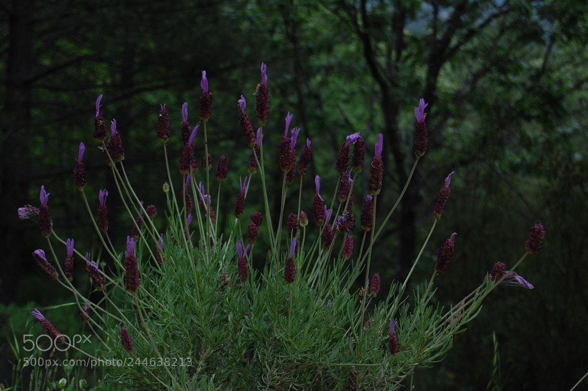 Nikon D40 sample photo. Lavender photography