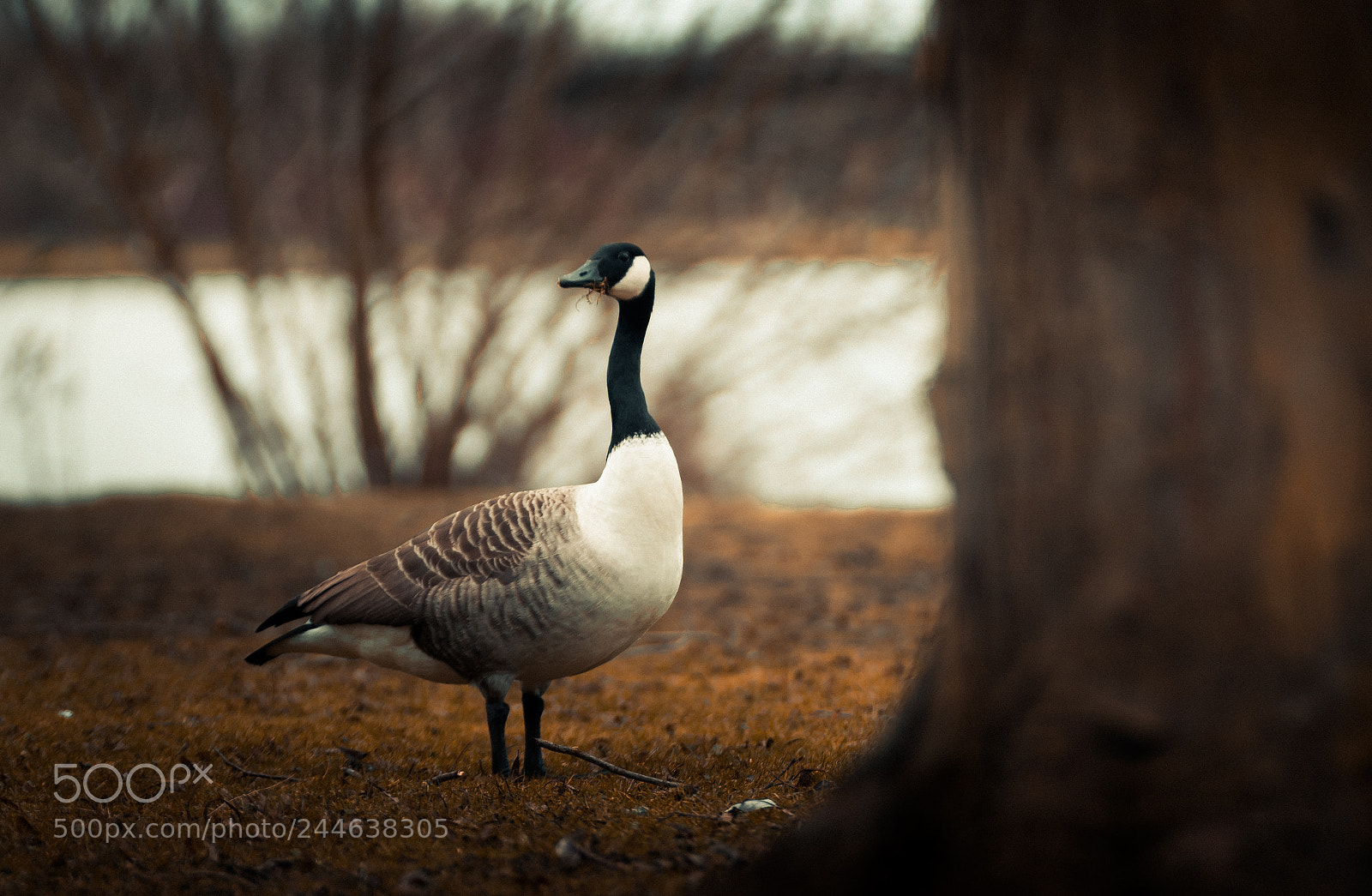 Nikon D5500 sample photo. A nice looking goose photography