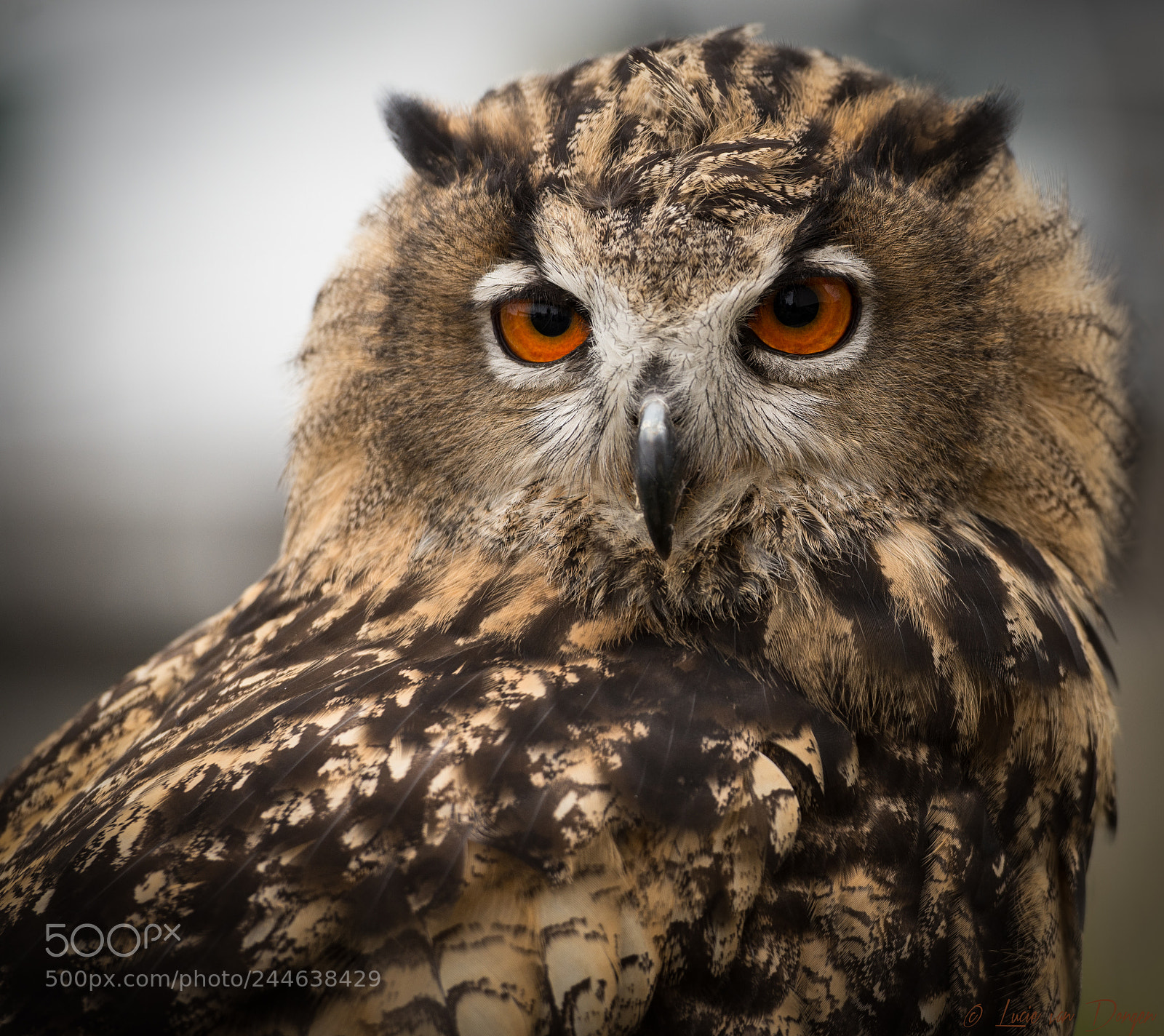 Nikon D610 sample photo. Owl proxi photography