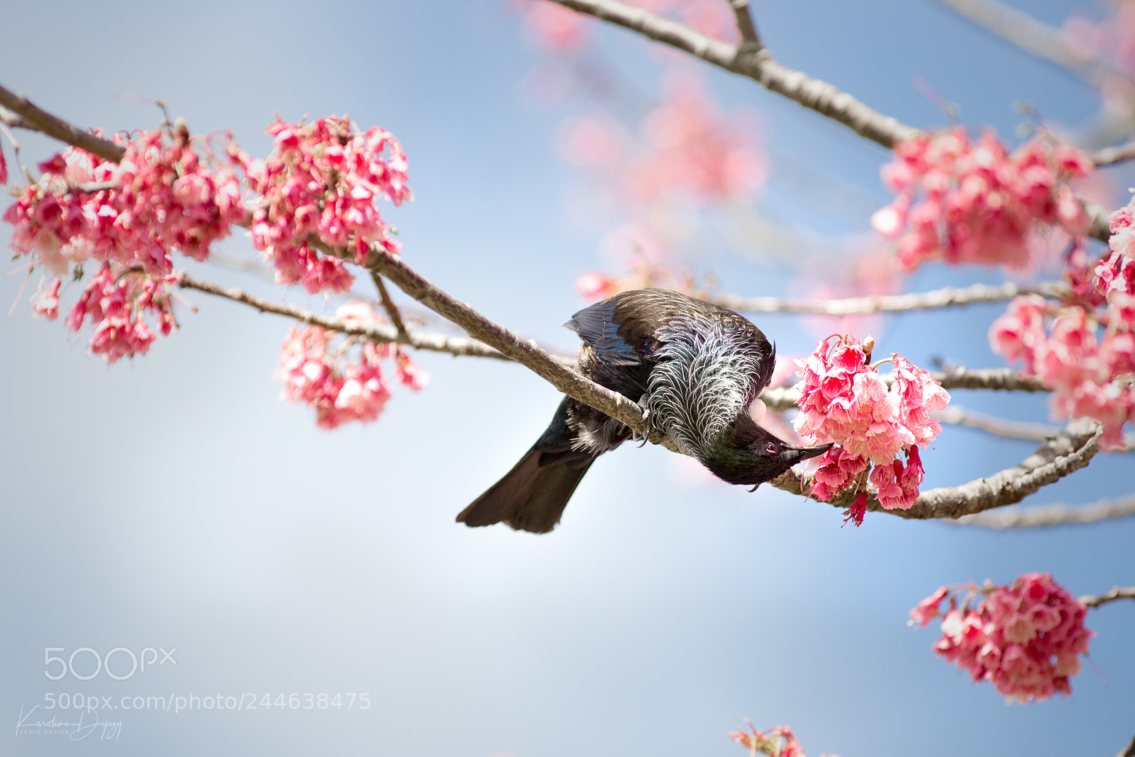 Canon EOS-1D X sample photo. Tui bird new zealand photography