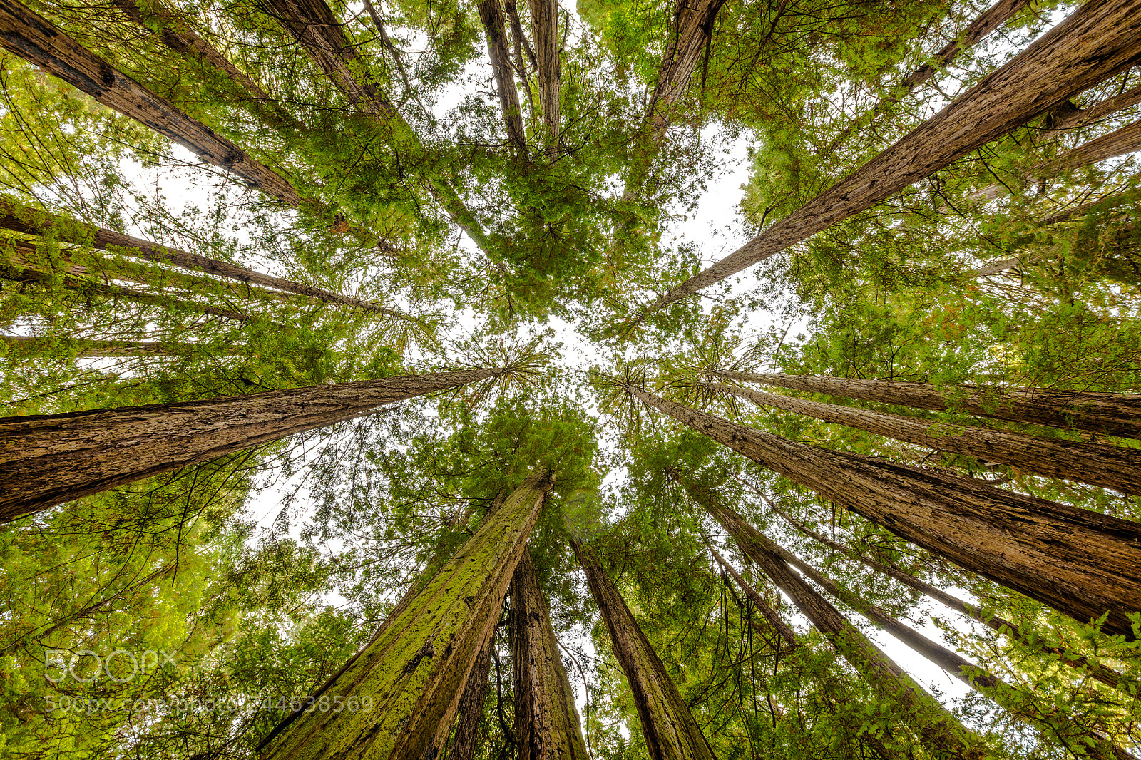 Canon EOS 5DS R sample photo. Muir woods giant redwood photography