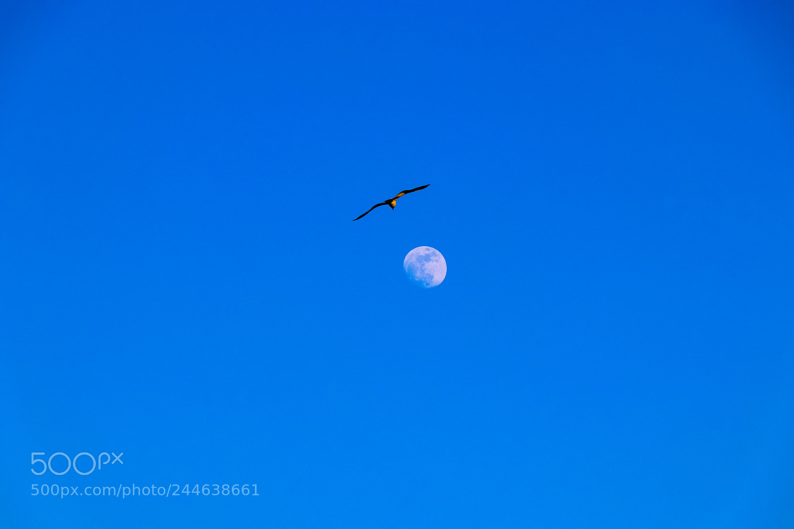 Canon EOS 77D (EOS 9000D / EOS 770D) sample photo. The eagle and the photography