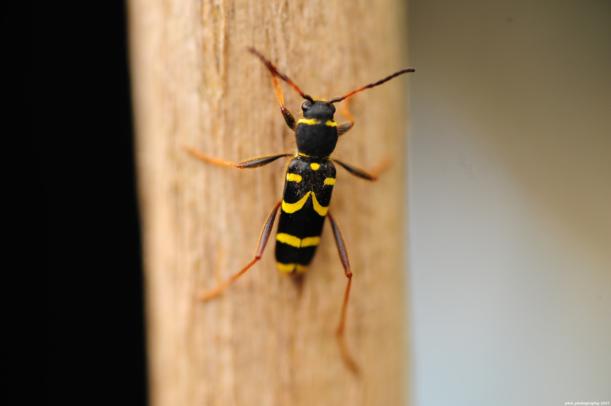 Nikon D700 sample photo. Wasp beetle photography