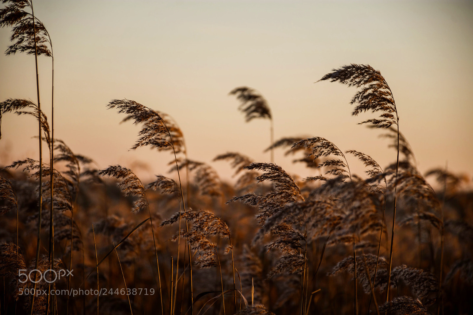 Nikon D7200 sample photo. Herbs @ durankulak, northern bulgaria photography