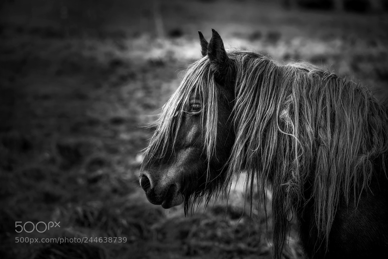 Nikon D850 sample photo. The horse photography