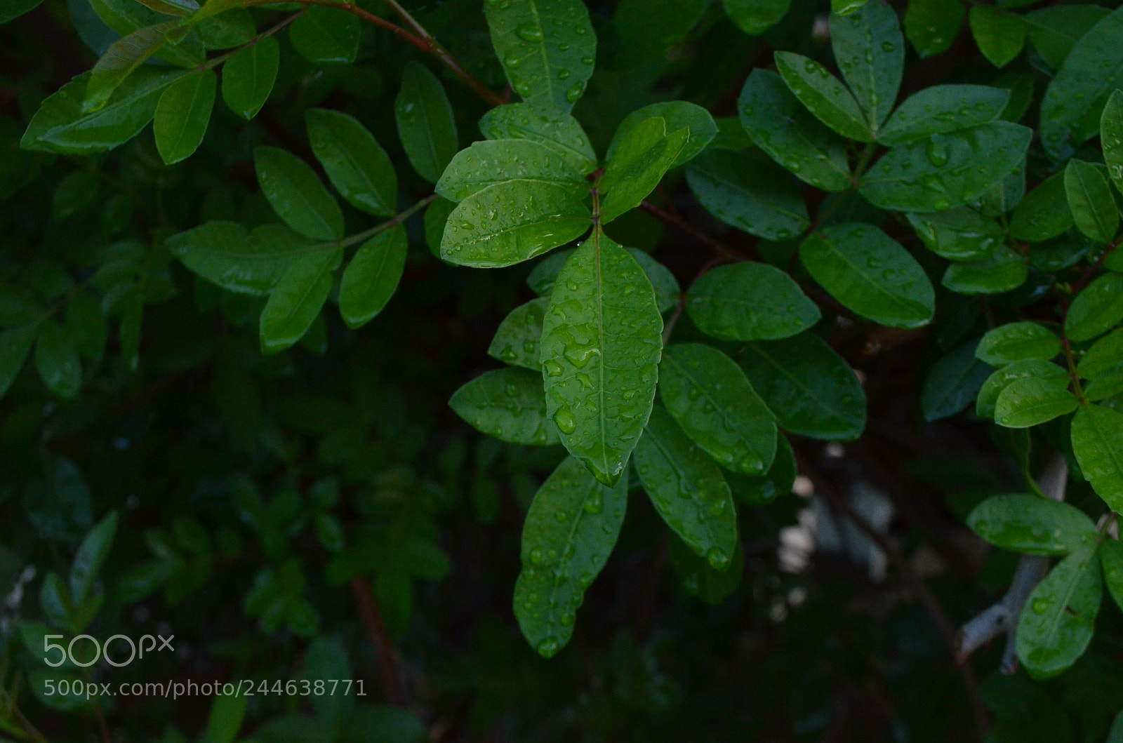 Nikon D5100 sample photo. Green photography
