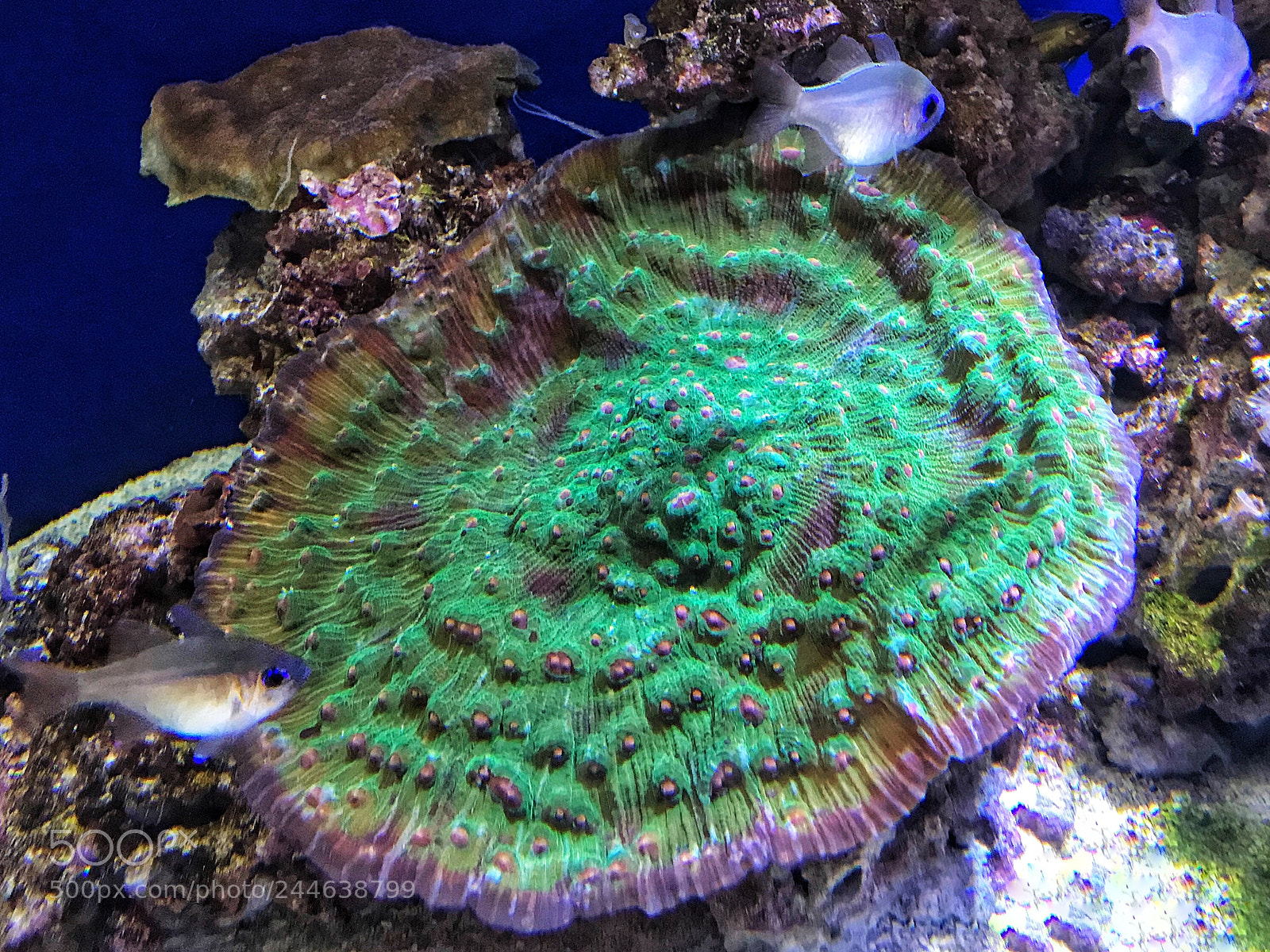 Apple iPhone 7 sample photo. Purple coral photography