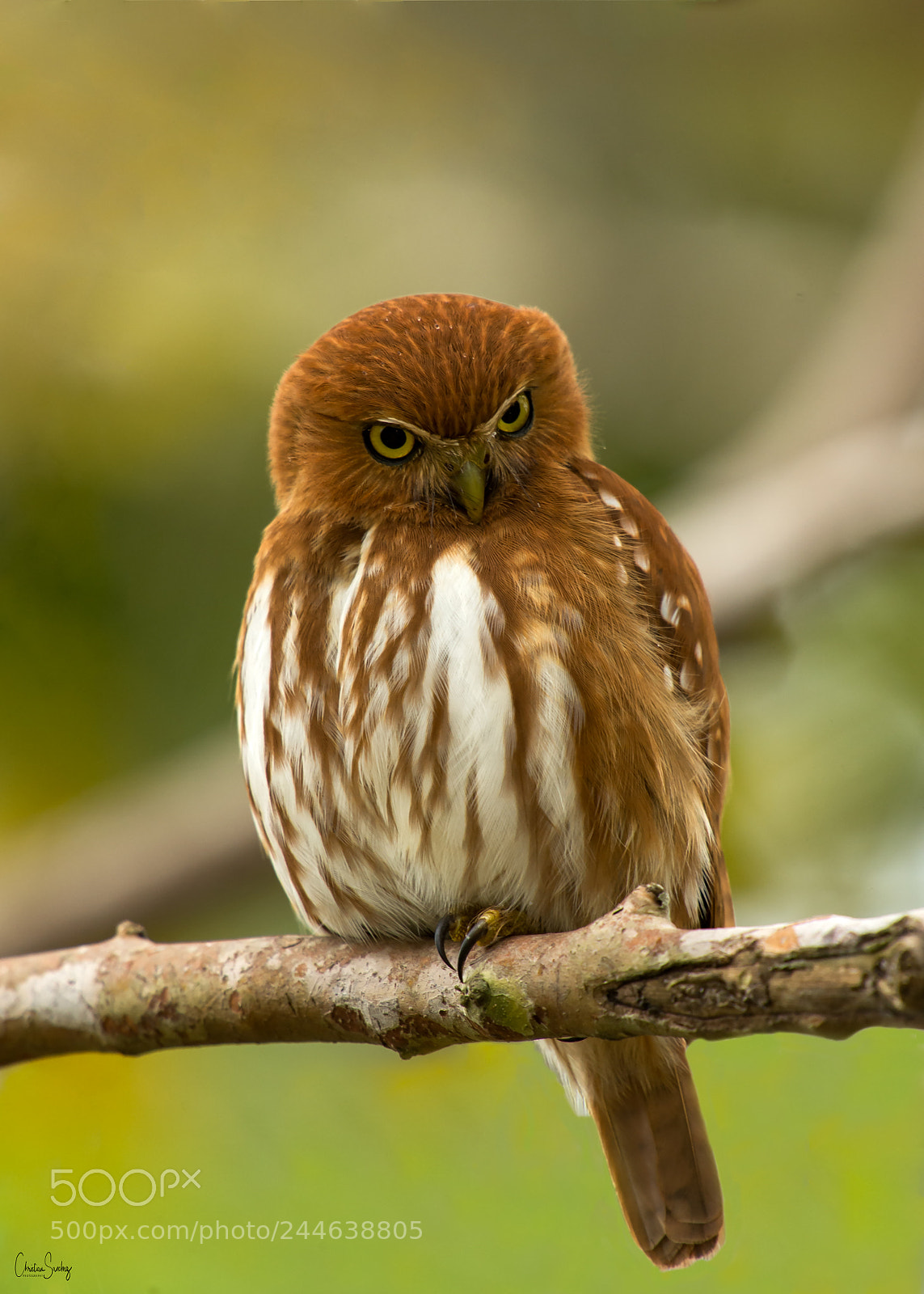 Nikon D4 sample photo. Ferruginous pygmy ow photography