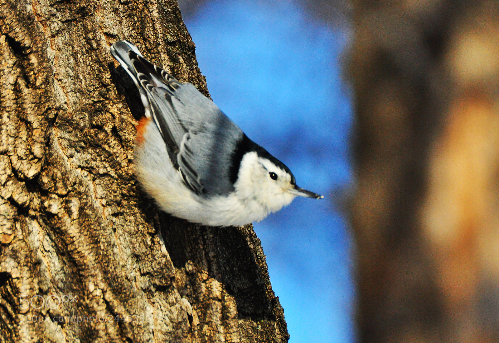 Nikon D90 sample photo. White breasted nuthatch photography