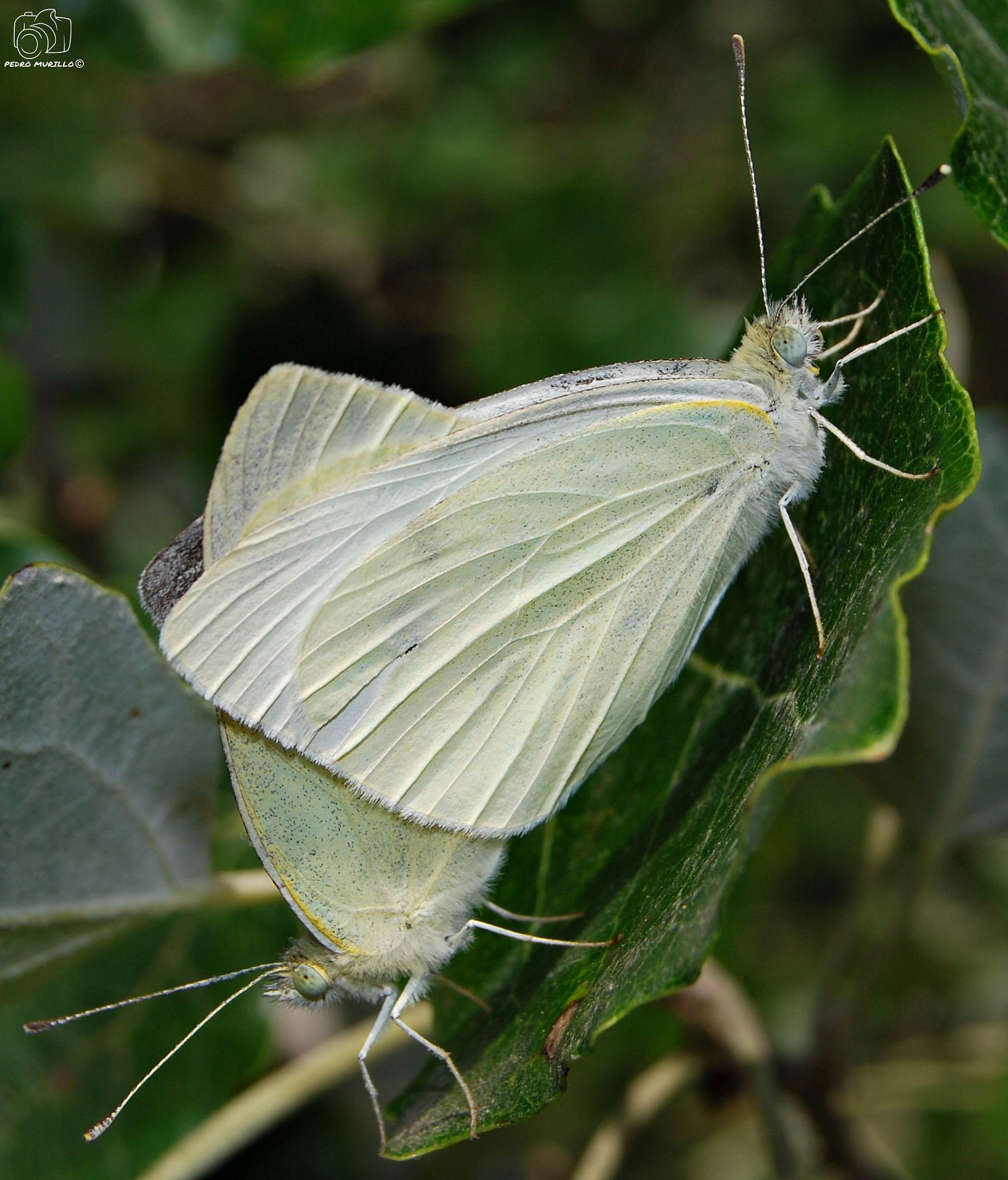 Nikon D60 sample photo. Mariposa de la col photography