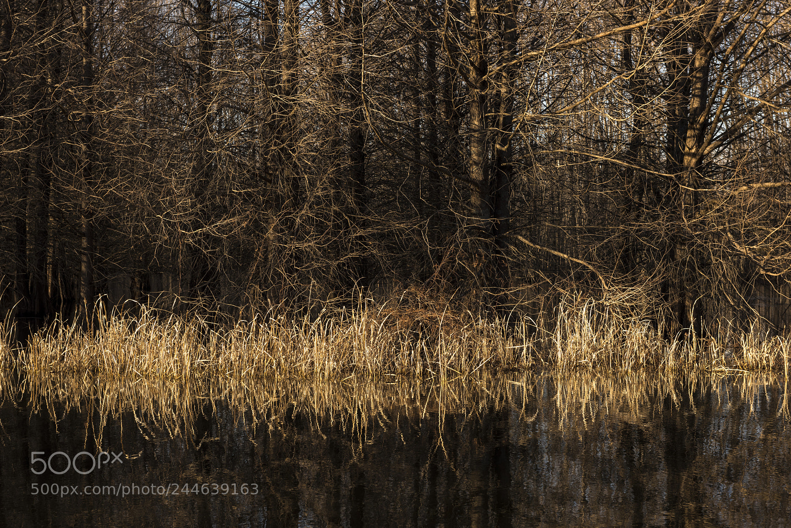 Nikon D810 sample photo. Realfootlake photography