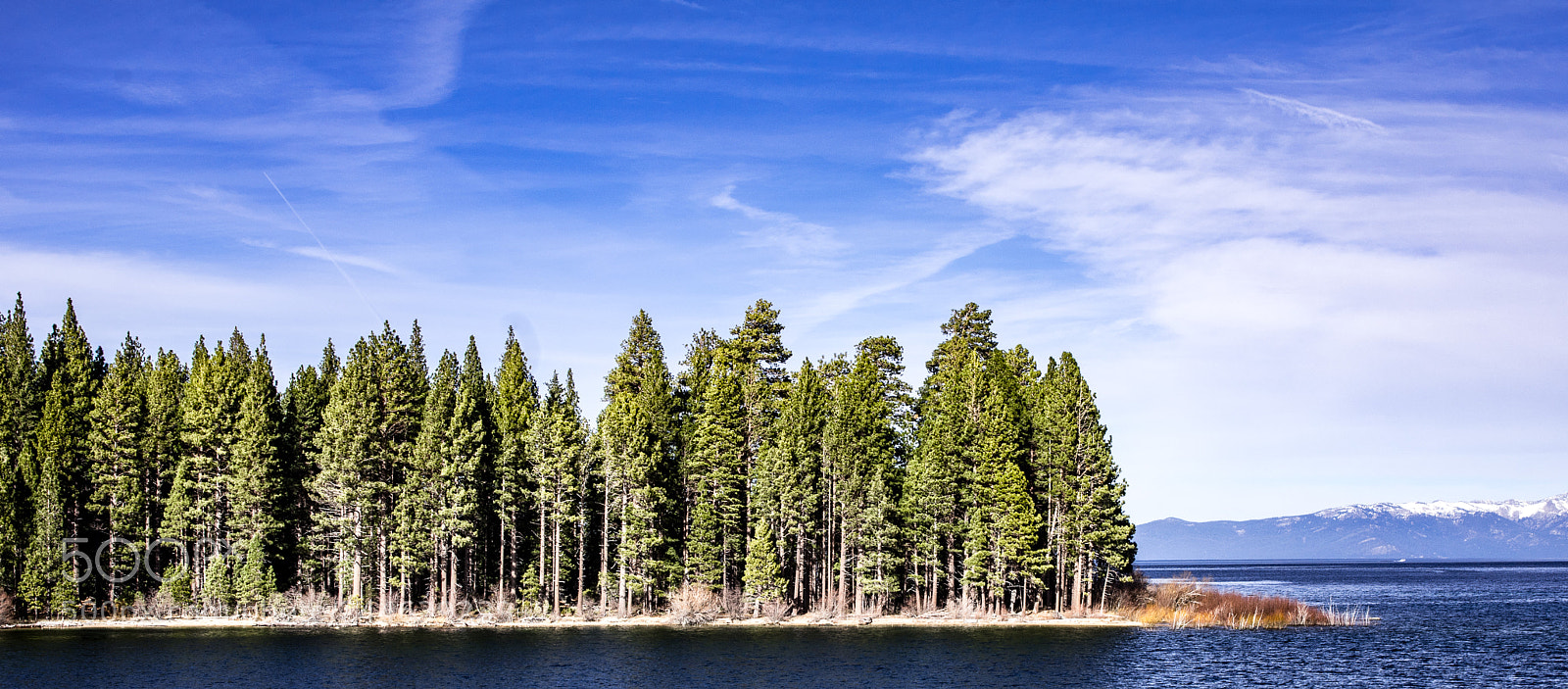 Pentax K-3 sample photo. Trees of tahoe photography