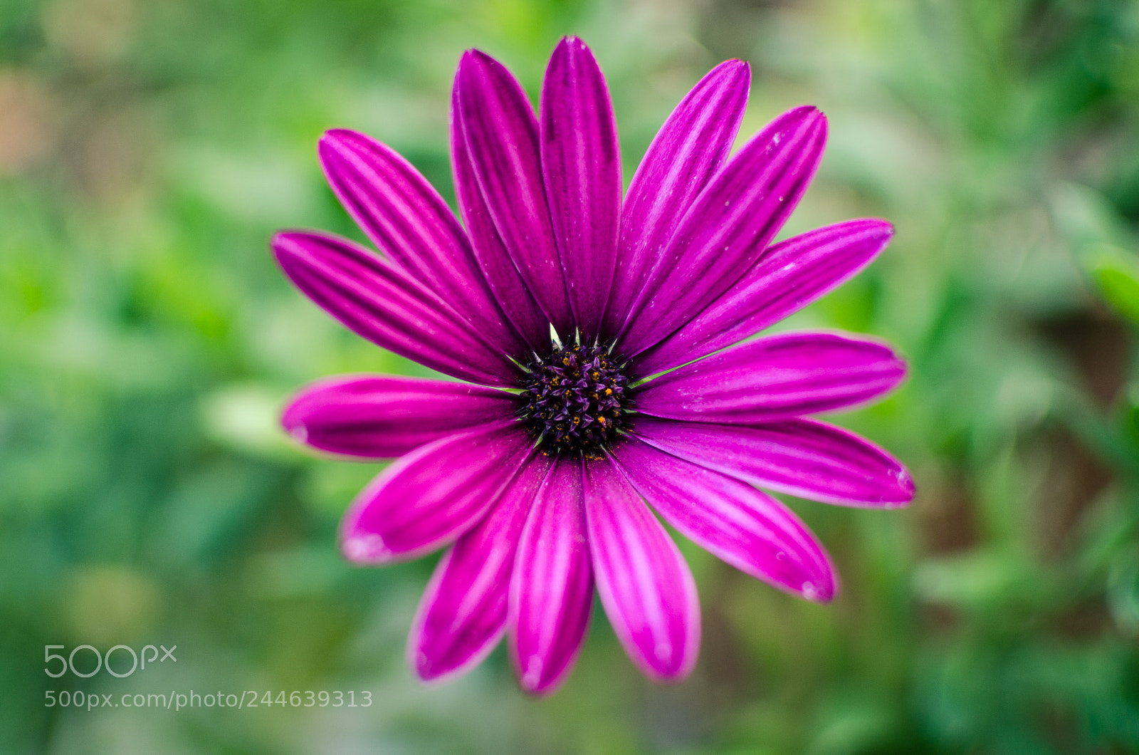 Nikon D5100 sample photo. Daisy photography