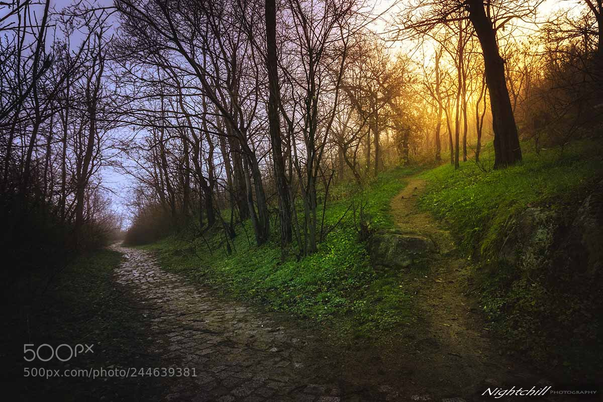 Nikon D7100 sample photo. A forest hill inside photography