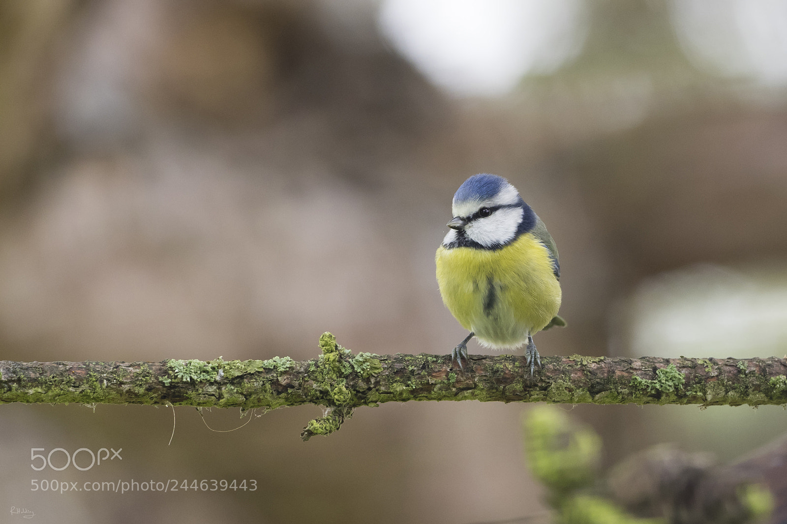 Olympus OM-D E-M1 sample photo. Mésange bleue photography