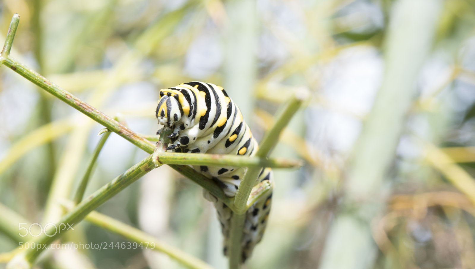 Nikon D500 sample photo. Caterpillar photography