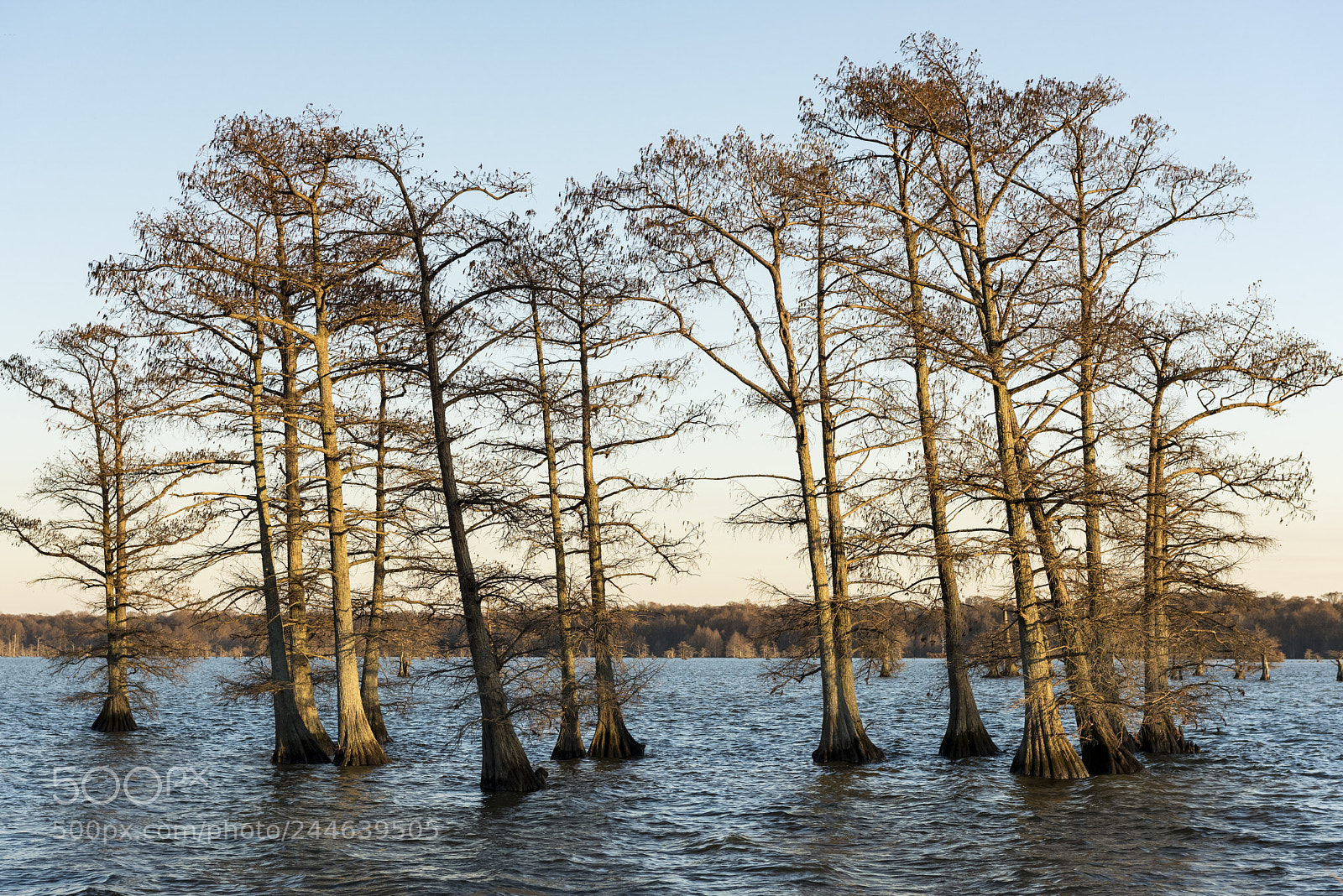 Nikon D810 sample photo. Realfootlake photography