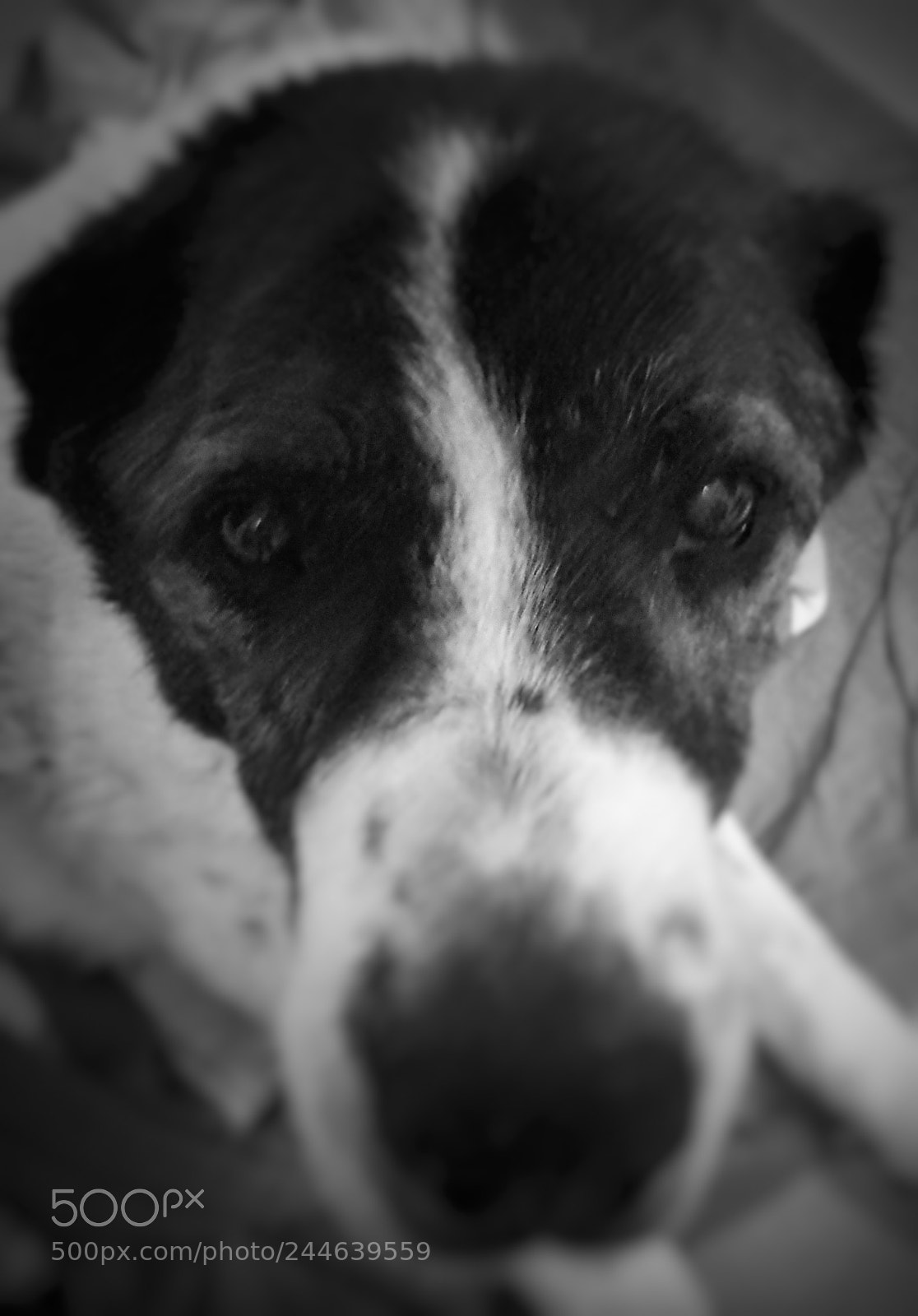 HUAWEI P9 Plus sample photo. Bimba's face photography