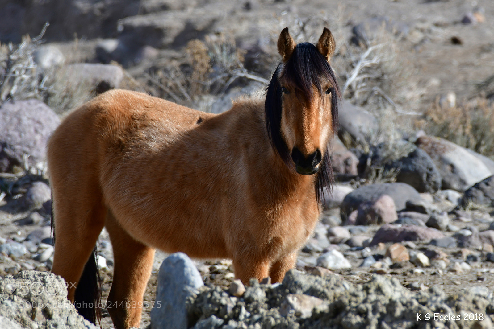 Nikon D500 sample photo. Feral horse photography