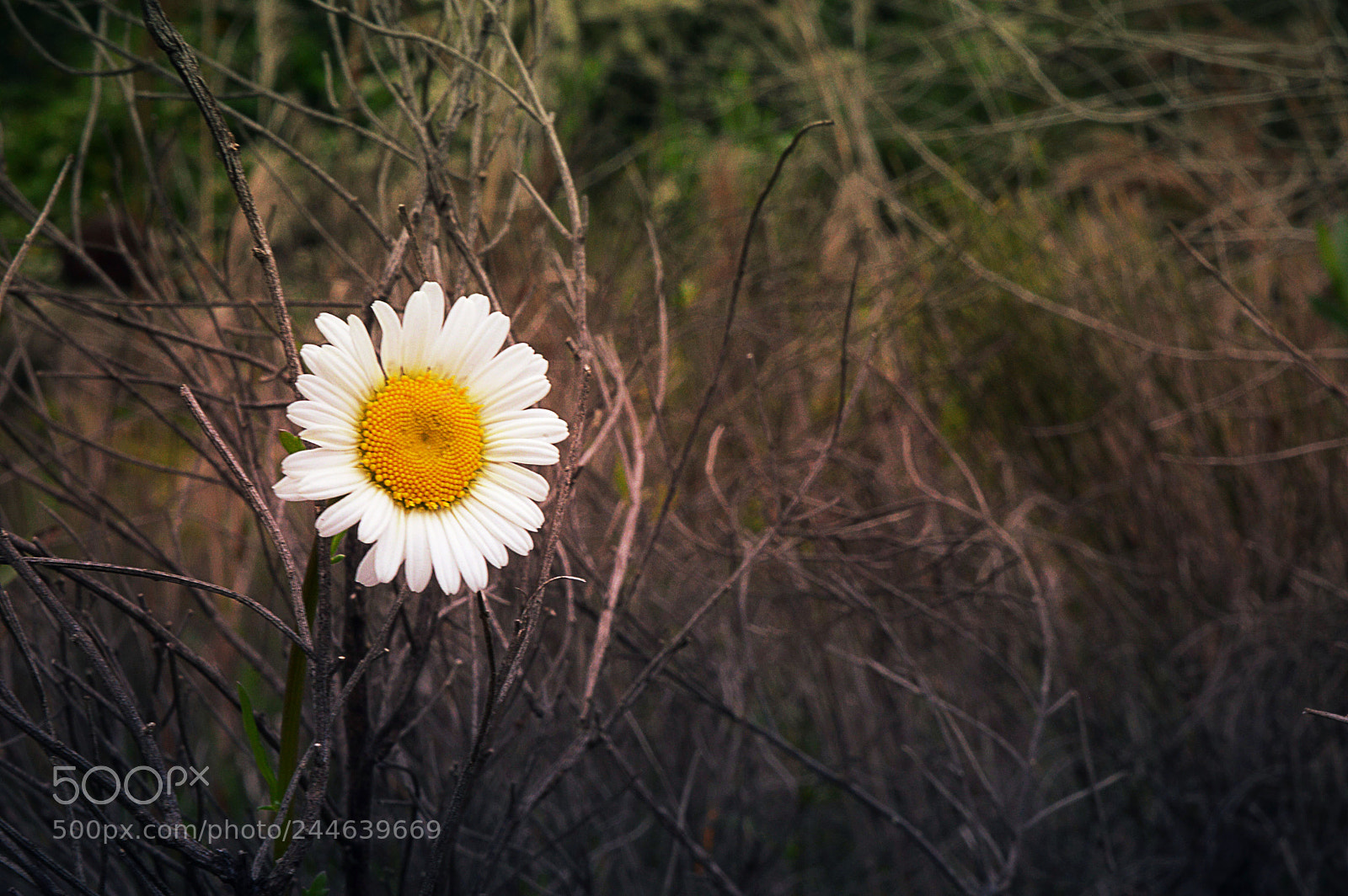 Nikon D3200 sample photo. Florecer photography