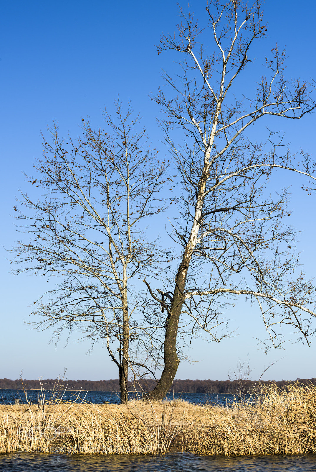 Nikon D810 sample photo. Realfootlake photography