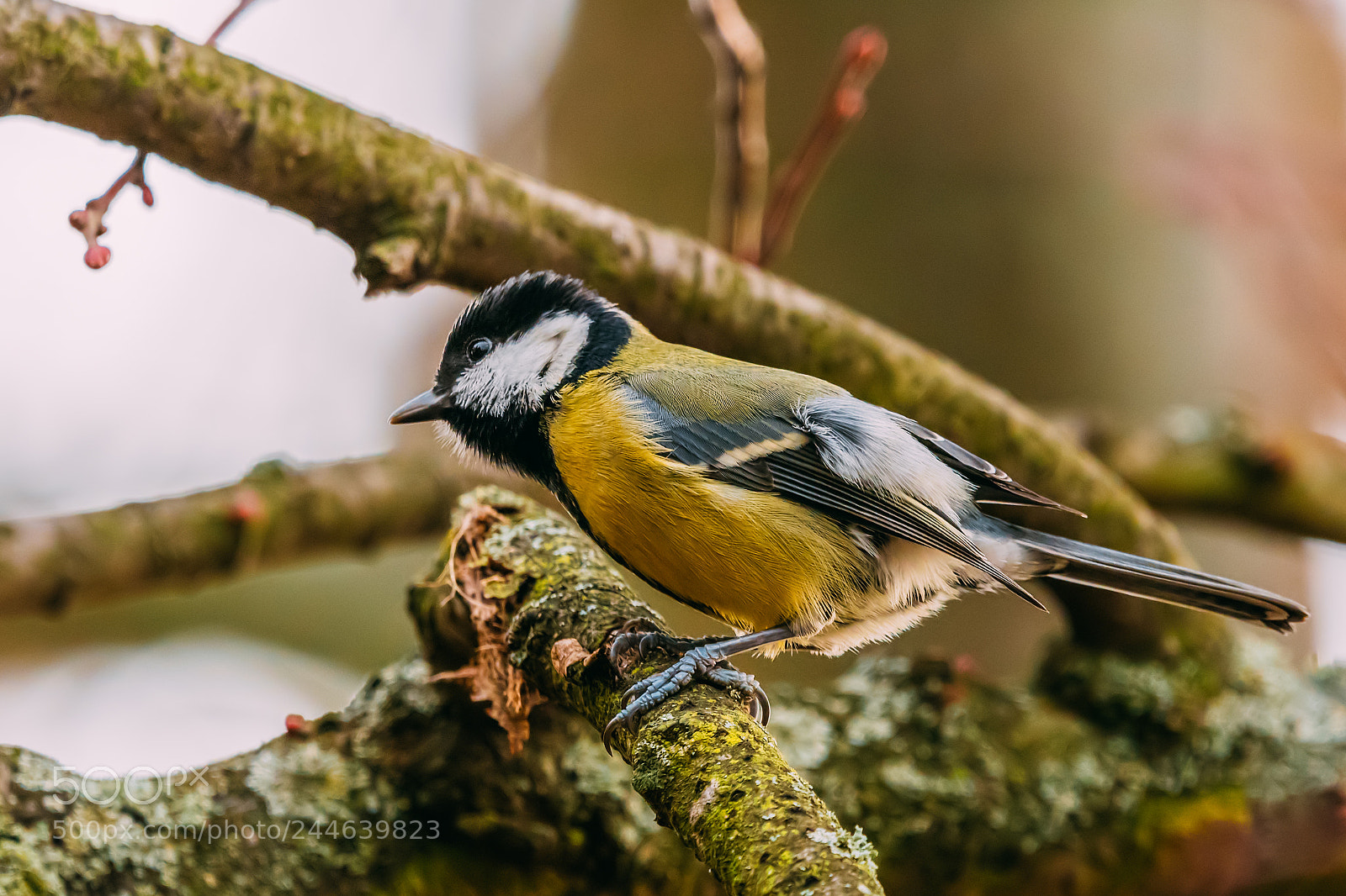 Nikon D500 sample photo. Great tit bird photography