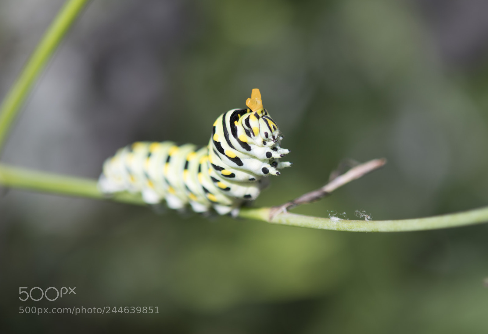 Nikon D500 sample photo. Caterpillars photography