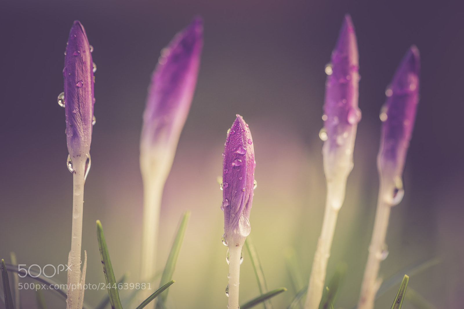 Sony a7 II sample photo. Crocus photography