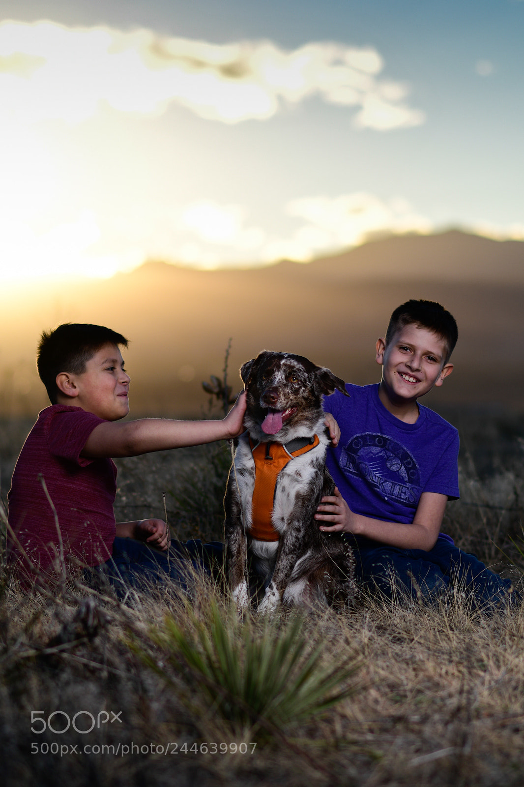 Nikon D500 sample photo. Forever home, dog portraits 1 photography