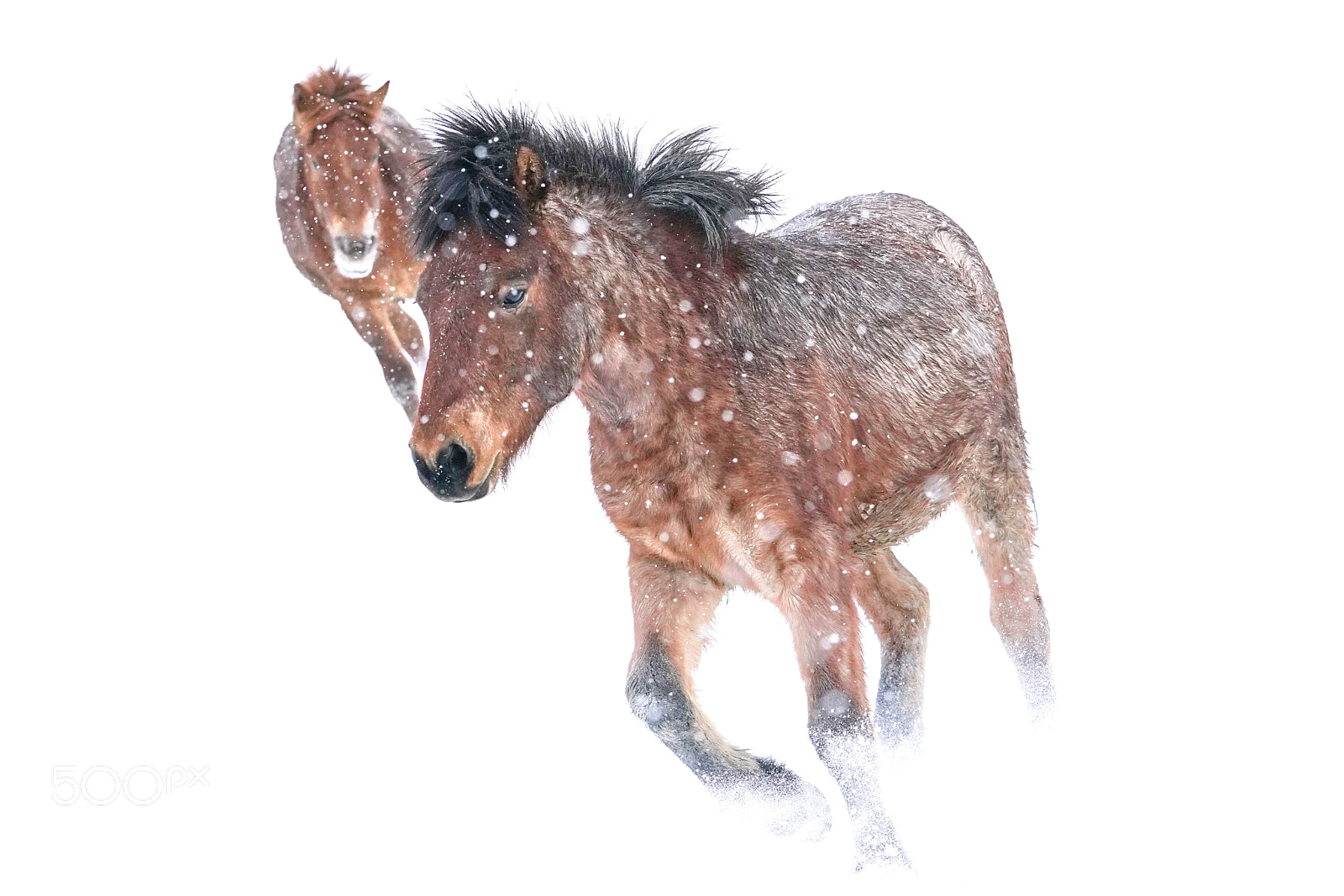 Sony a7R III sample photo. Running horses in winter photography