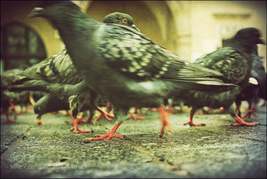 Canon EOS 7D Mark II sample photo. Untitled photography