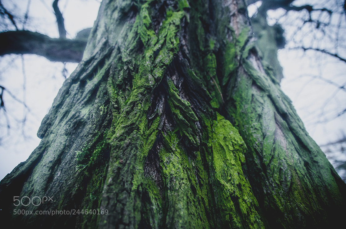 Nikon D5100 sample photo. Stay alive while everything photography