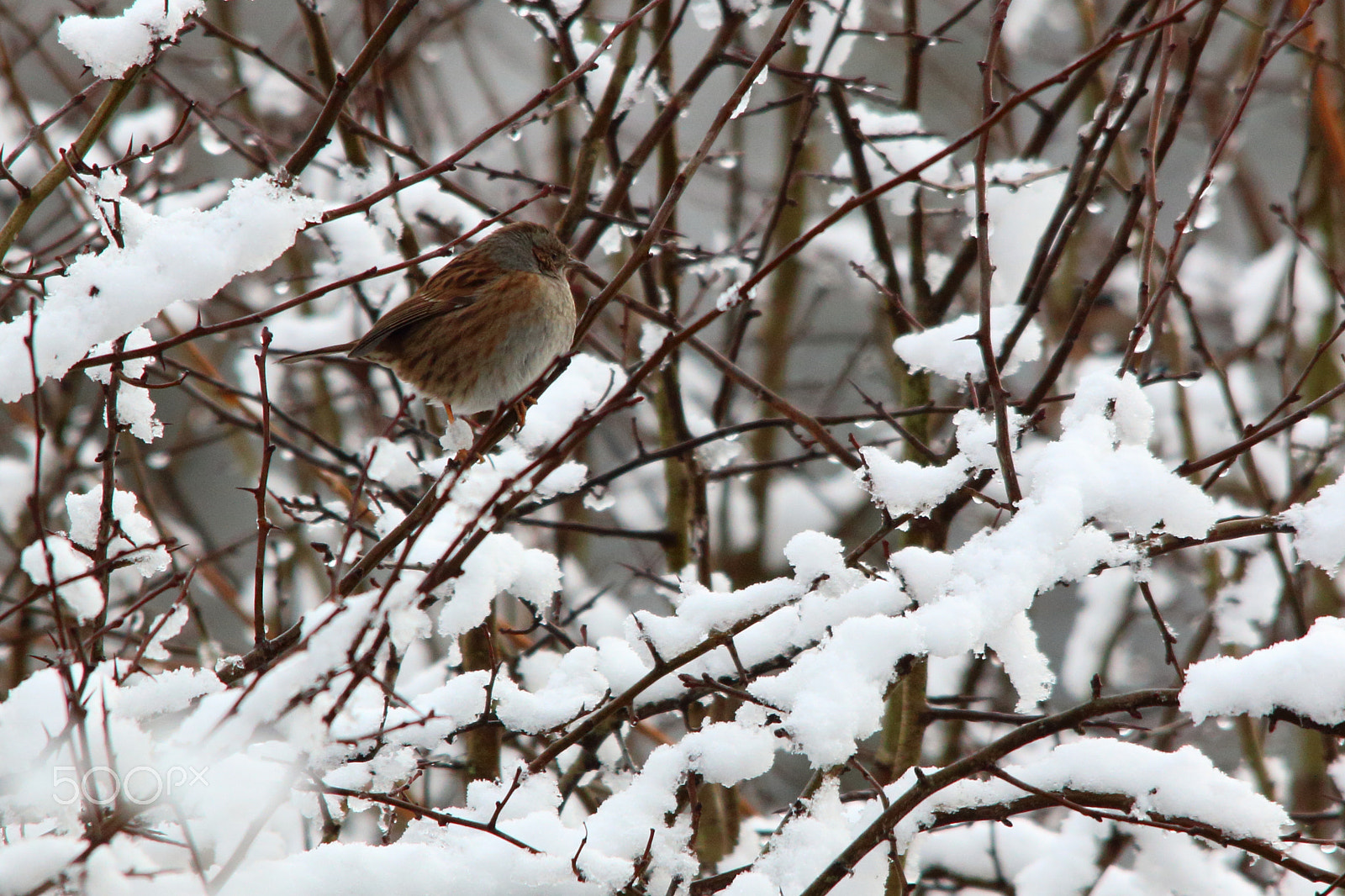 Canon EOS 70D + Sigma 150-500mm F5-6.3 DG OS HSM sample photo. Dunnock in the snow photography