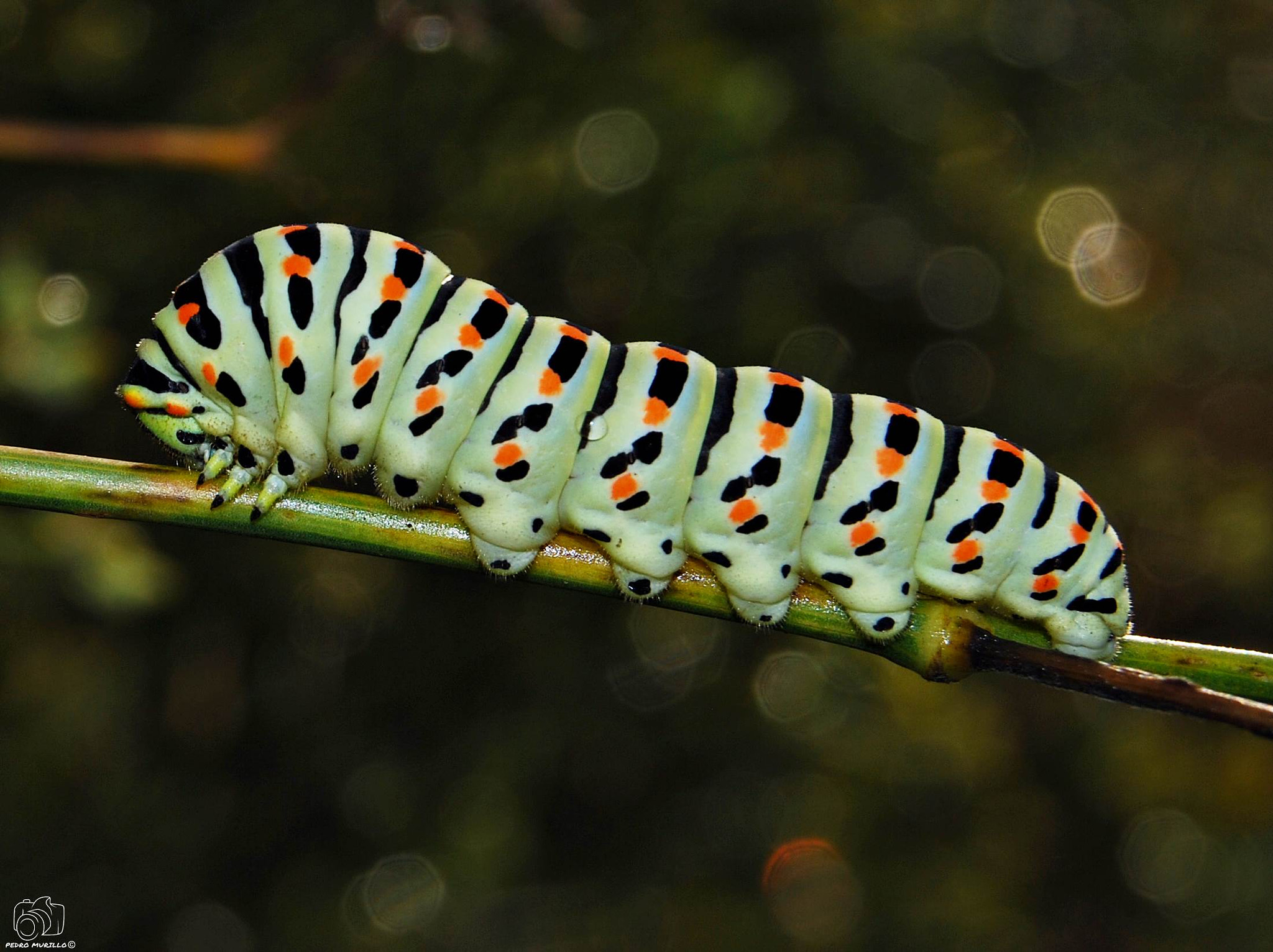 Nikon D60 sample photo. Oruga de  papilio machaon photography