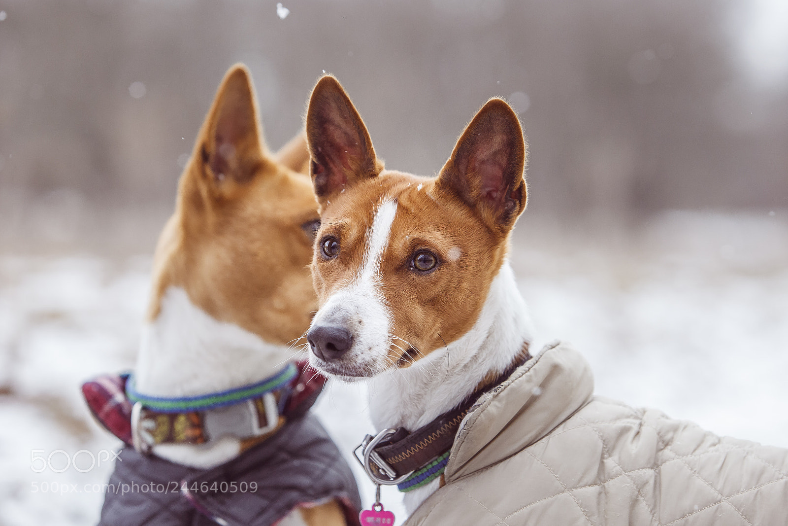 Canon EOS 5D Mark II sample photo. Portrait of the dogs photography