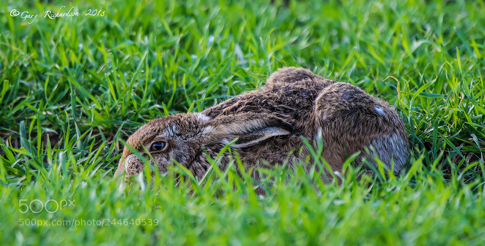 Nikon D500 sample photo. Brown hare photography