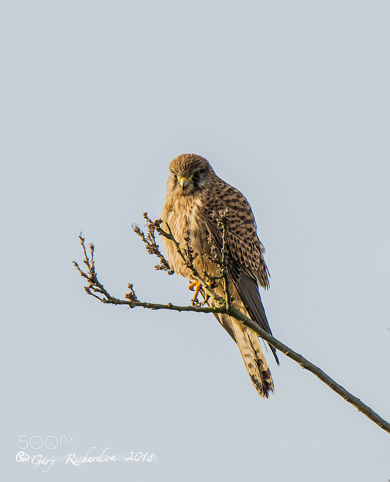 Nikon D500 sample photo. Kestrel photography