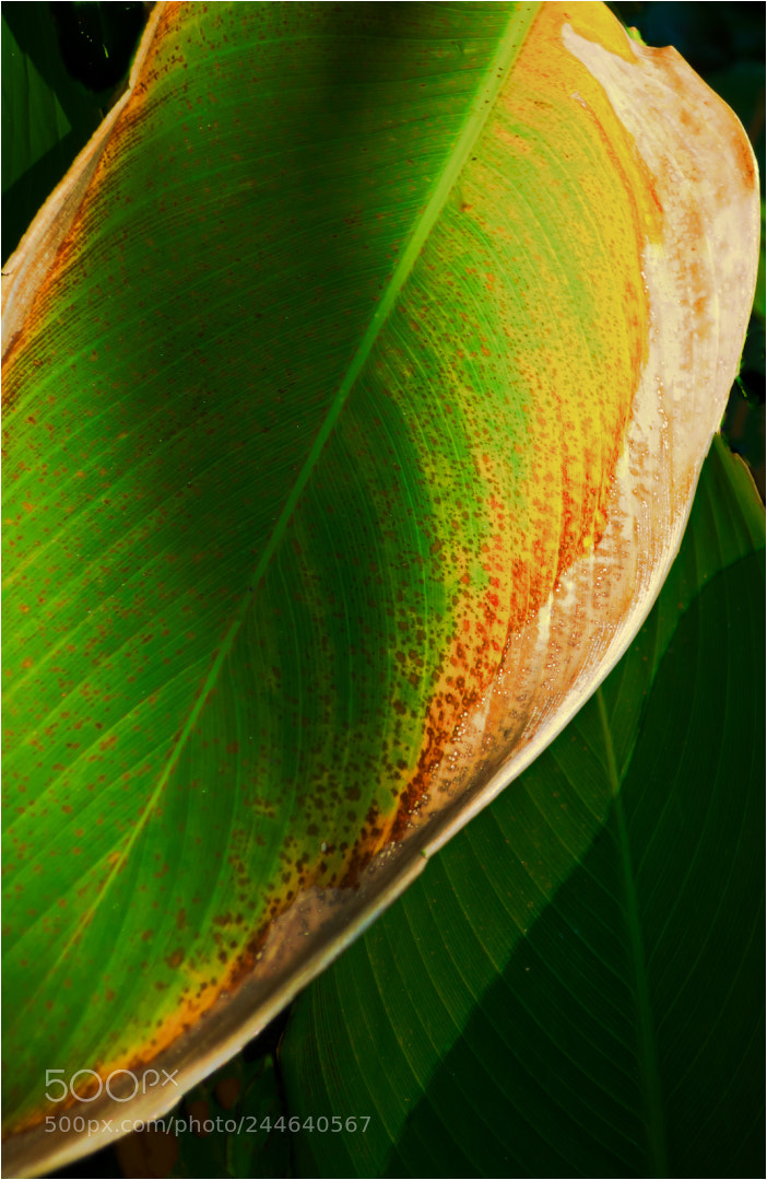 Canon PowerShot G9 X Mark II sample photo. Palm leaf. photography